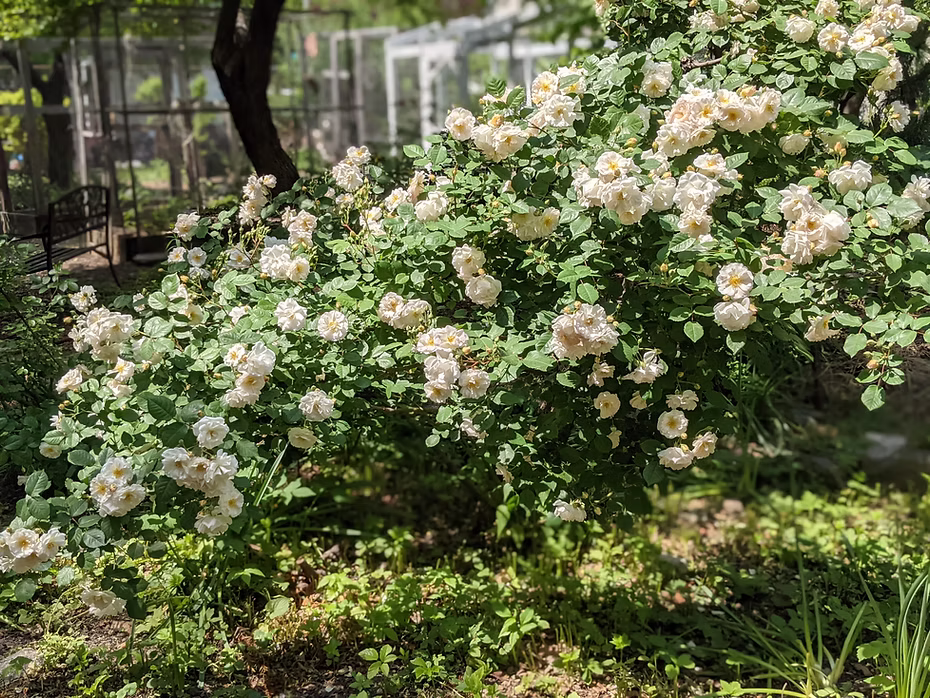 A bush of white flowers.